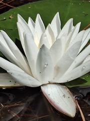 Nymphaea odorata