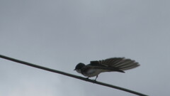 Tachycineta leucopyga