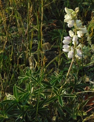 Lupinus argenteus argenteus