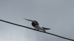 Tachycineta leucopyga