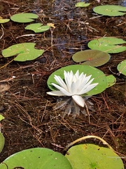 Nymphaea odorata