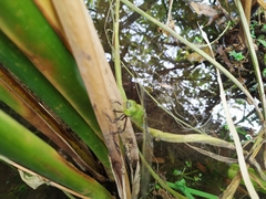 Anax parthenope julius