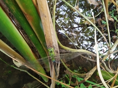 Anax parthenope julius