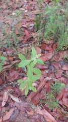 Pterocaulon redolens
