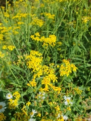 Senecio linearifolius