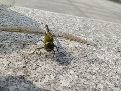 Anax parthenope julius