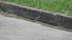 Tachycineta leucopyga