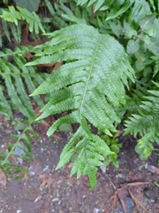 Polypodium calirhiza