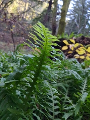 Polypodium calirhiza
