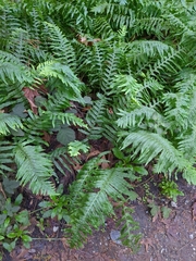 Polypodium calirhiza