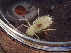 Pantala