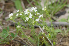 Asperula