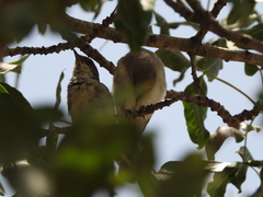 Curruca crassirostris