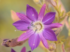 Malesherbia linearifolia