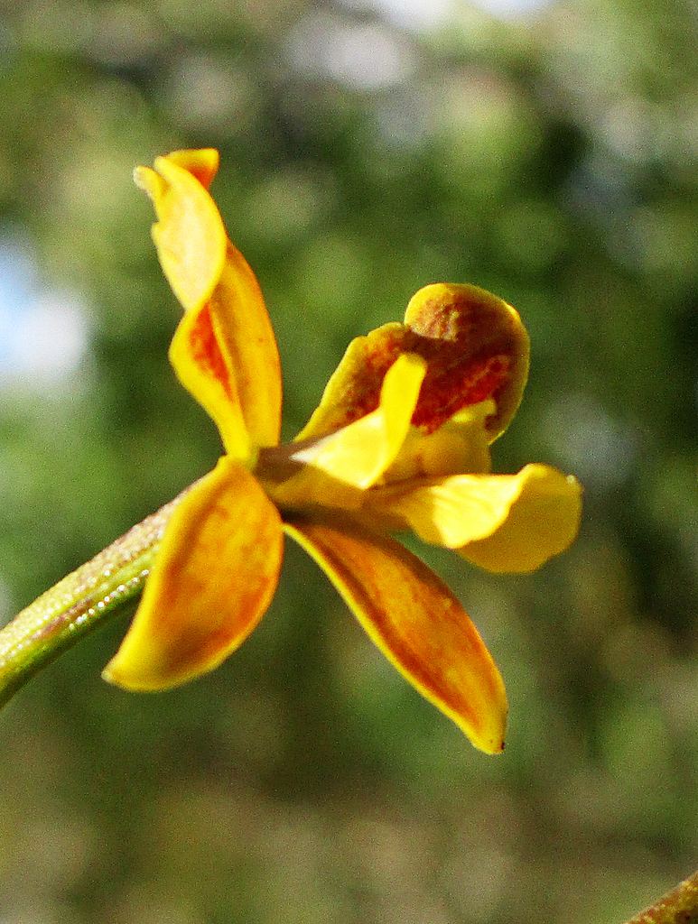 Encyclia patens Hook. 3