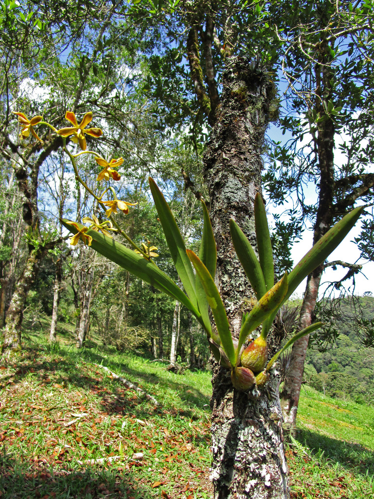 Encyclia patens Hook. 4