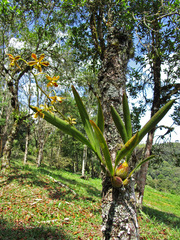 Encyclia patens