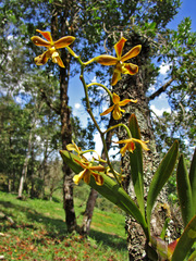 Encyclia patens
