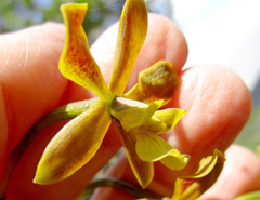 Encyclia patens