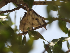 Curruca crassirostris