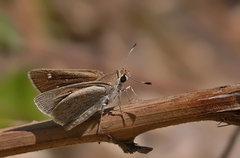 Eogenes alcides