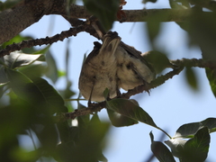 Curruca crassirostris