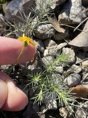 Thymophylla tenuiloba