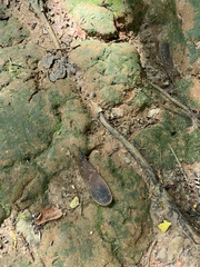 Schizolobium parahyba