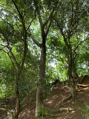 Schizolobium parahyba