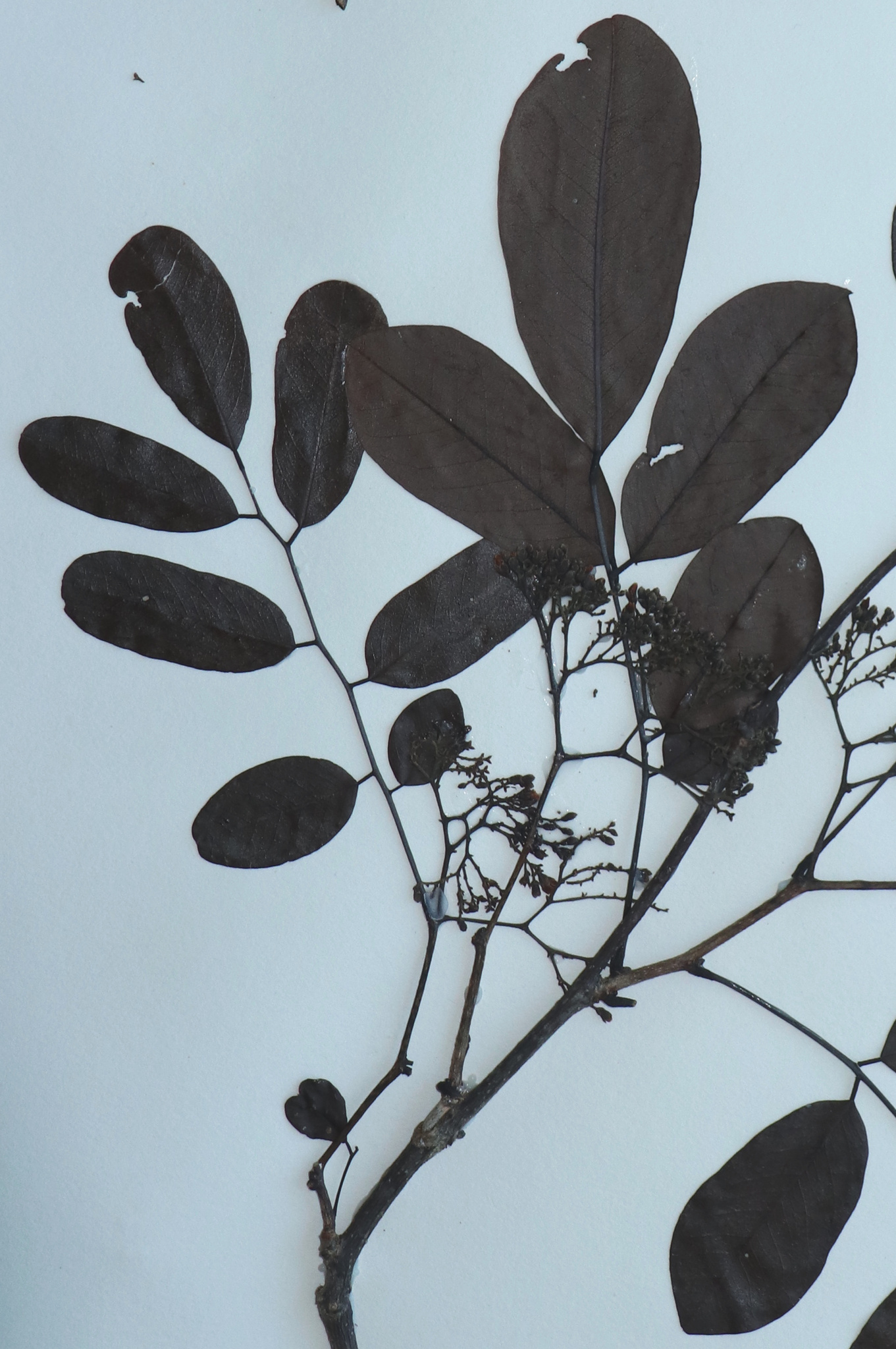 Dalbergia pseudoviguieri