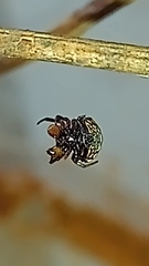 Hypognatha