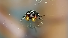 Hypognatha