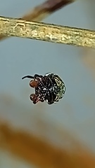 Hypognatha