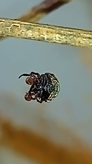 Hypognatha