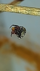 Hypognatha