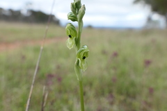 Pterostylis bicolor