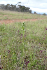 Pterostylis bicolor