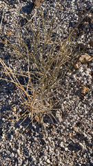 Ephedra trifurca
