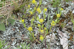 Triptilodiscus pygmaeus