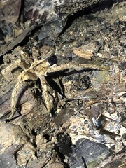 Phoneutria boliviensis