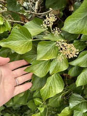 Hedera