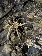 Phoneutria boliviensis