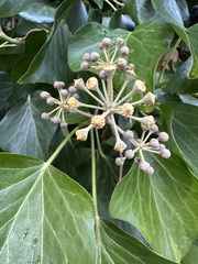 Hedera