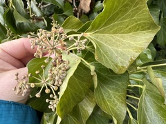 Hedera