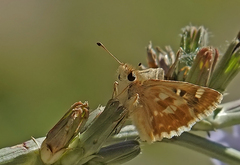 Muschampia proteides