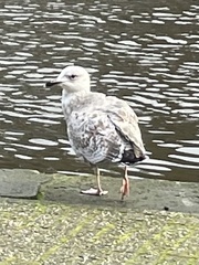 Larus argentatus