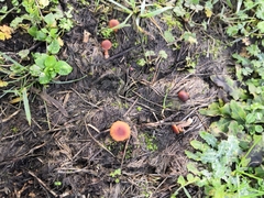 Fungi