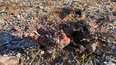 Eriogonum fasciculatum