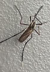 Psorophora longipalpus