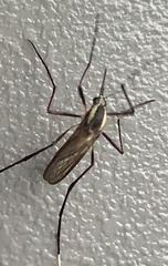 Psorophora longipalpus